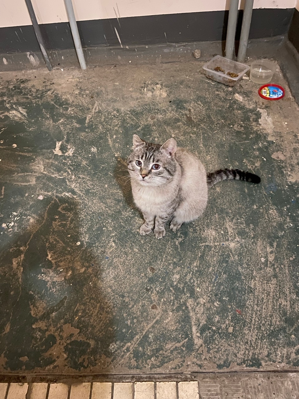 Найдена кошка в Костроме — фото объявления