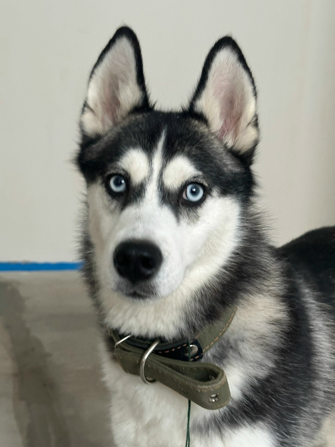 Найдена собака в Костроме — фото объявления