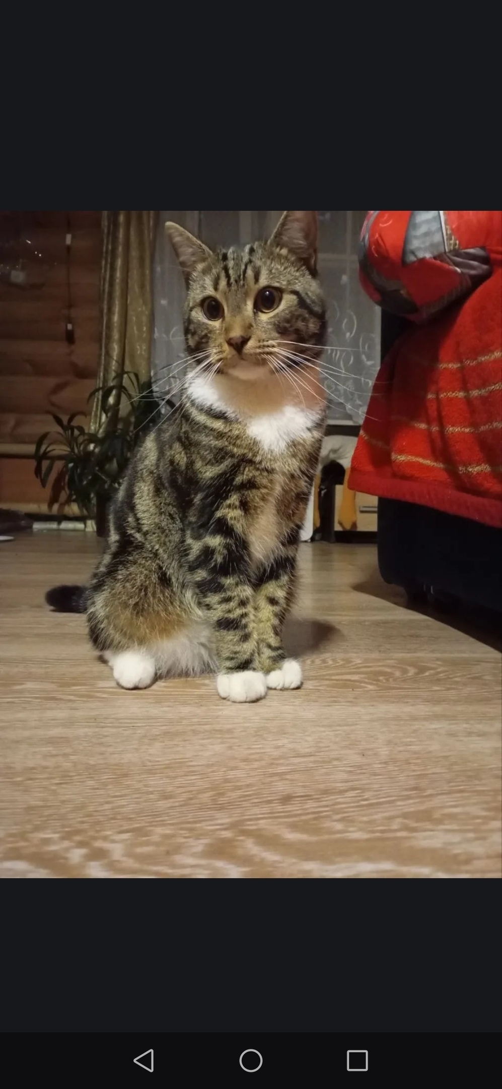 Пропала кошка в Костроме — фото объявления