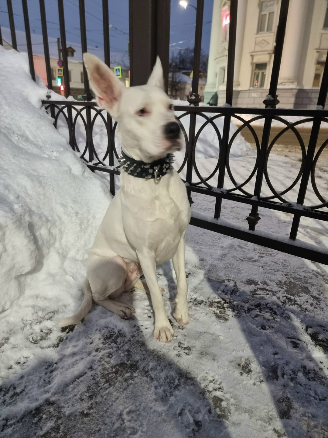 Пропала собака в Костроме — фото объявления