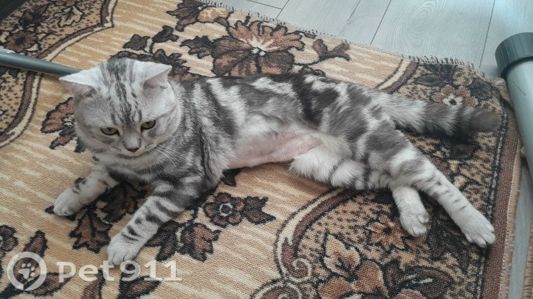 Пропала кошка в Костроме — фото объявления