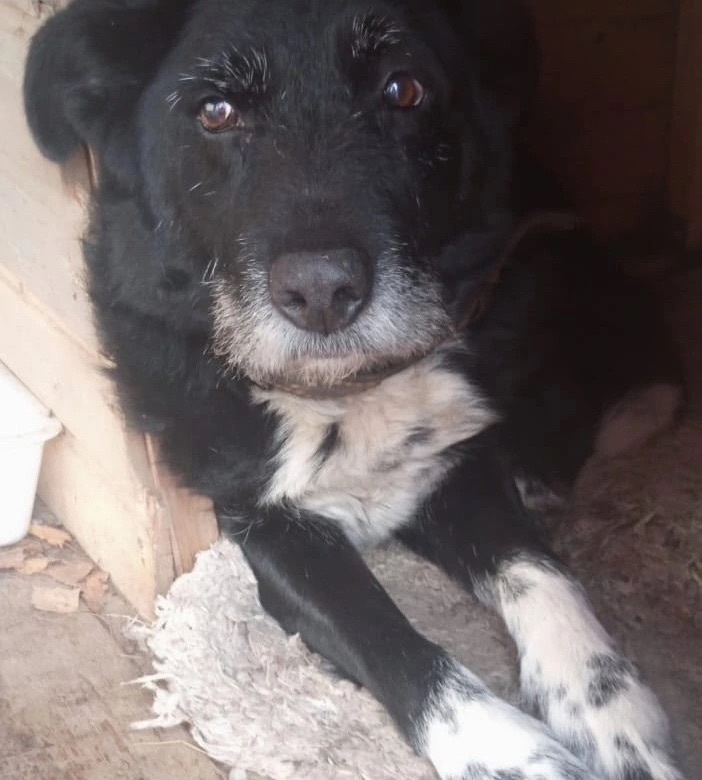 Пропала собака в Костроме — фото объявления