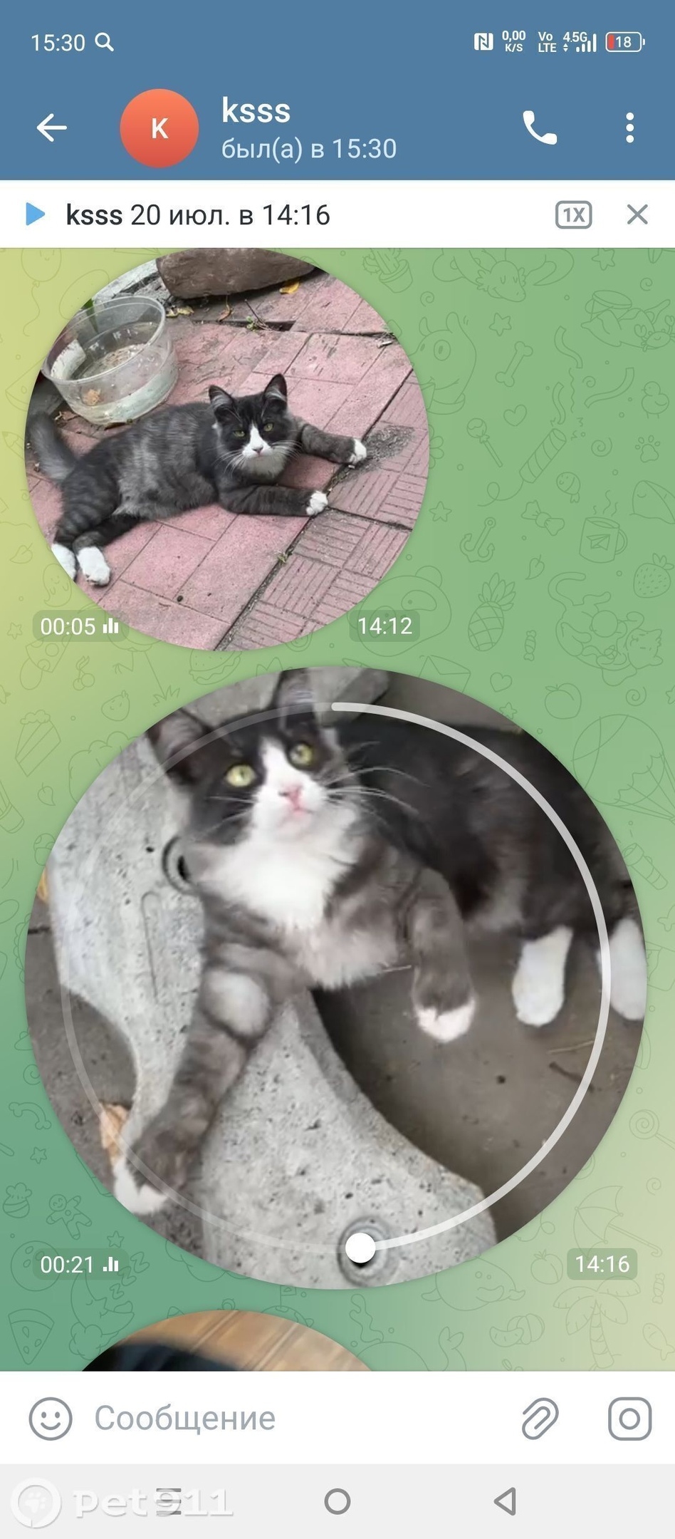 Пропала кошка в Костроме — фото объявления