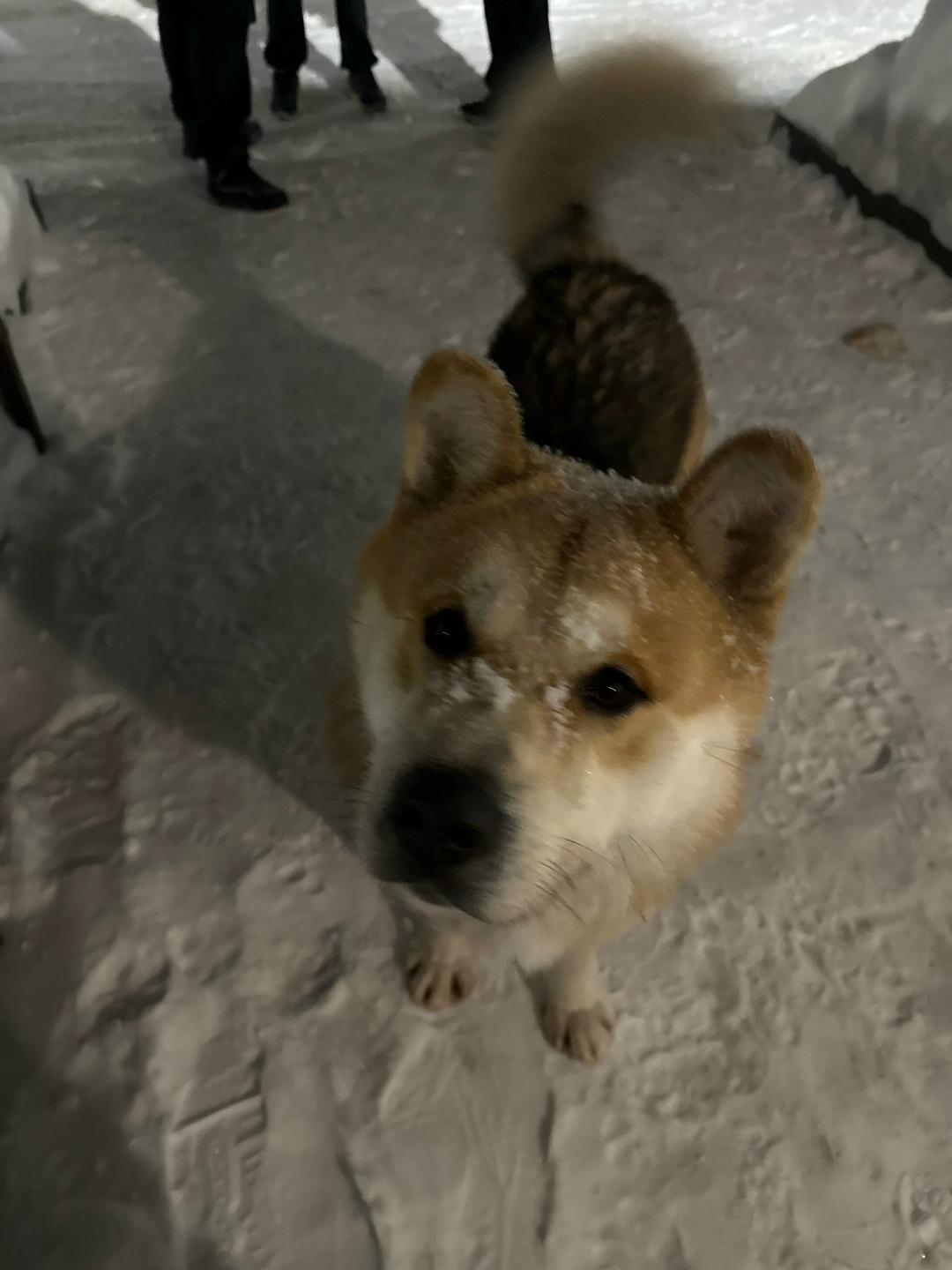 Найдена собака в Костроме — фото объявления