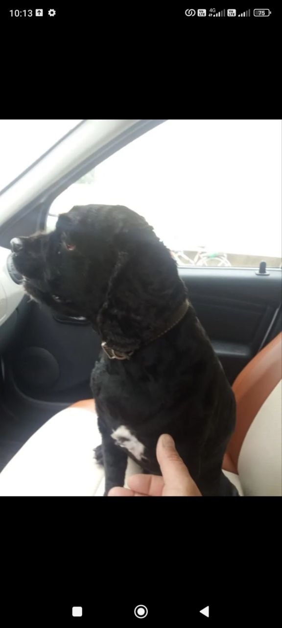 Пропала собака в Костроме — фото объявления