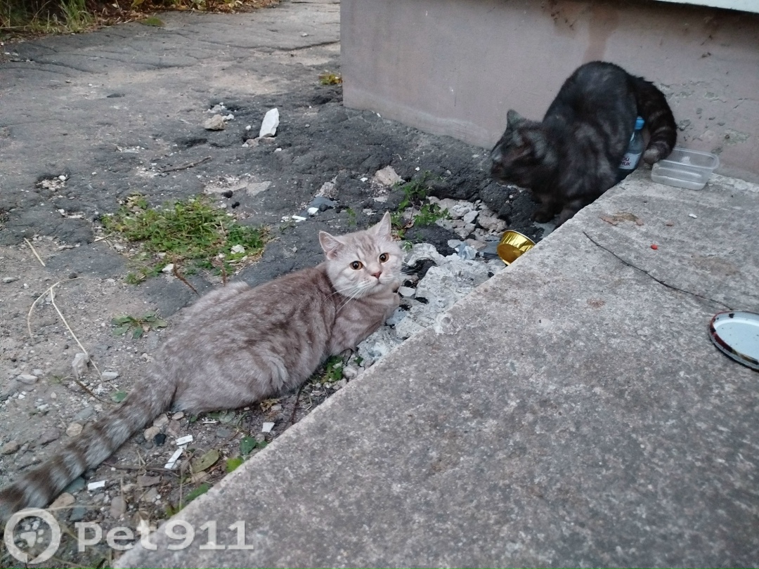 Найдена собака в Костроме — фото объявления