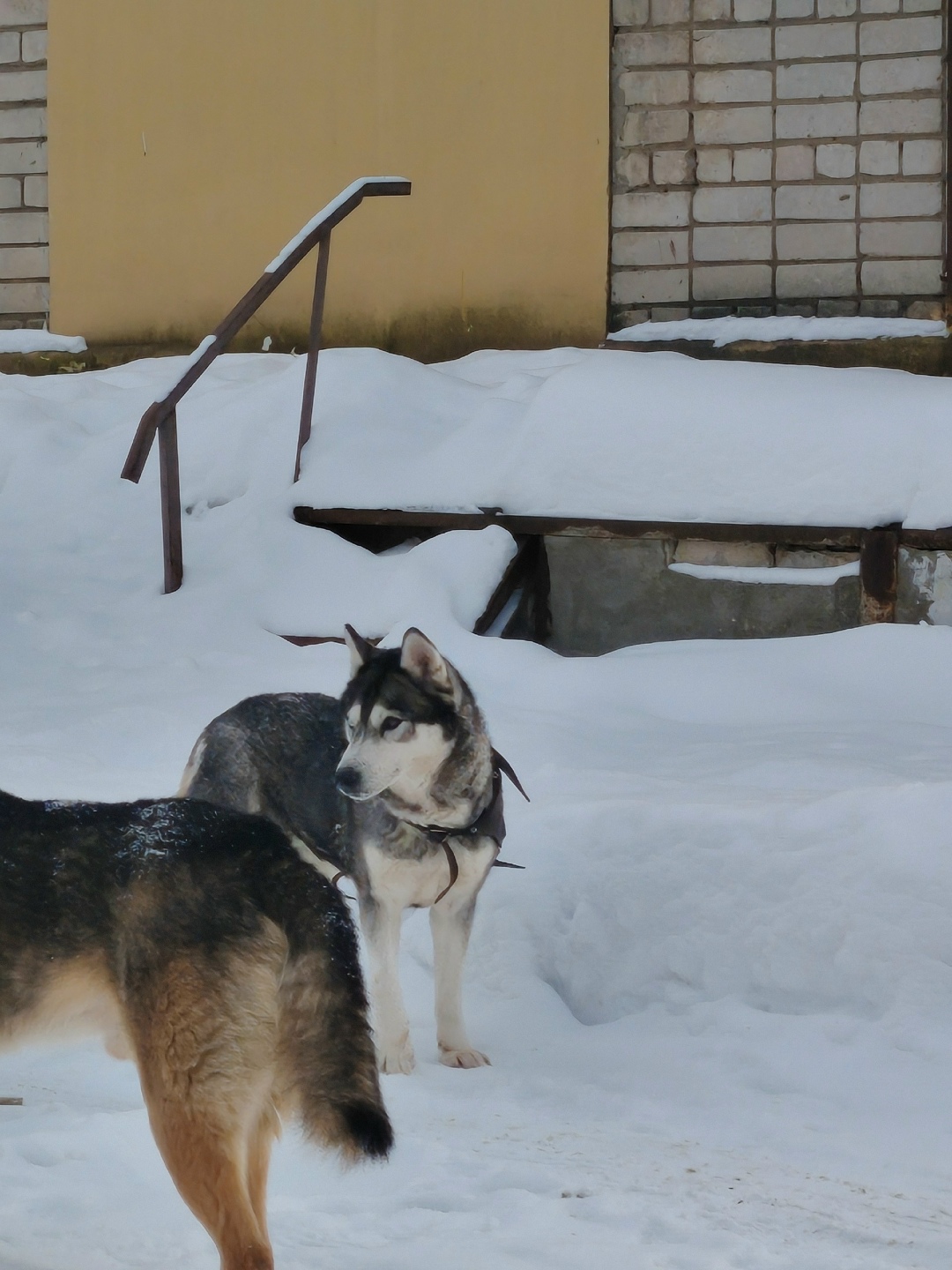 Пропала собака в Костроме — фото объявления