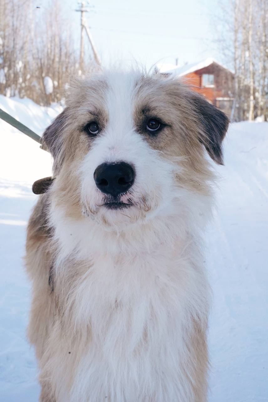 Найдена собака в Костроме — фото объявления