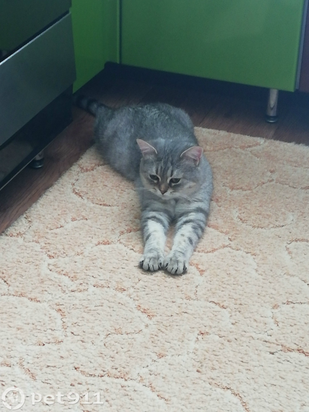 Найдена кошка в Костроме — фото объявления