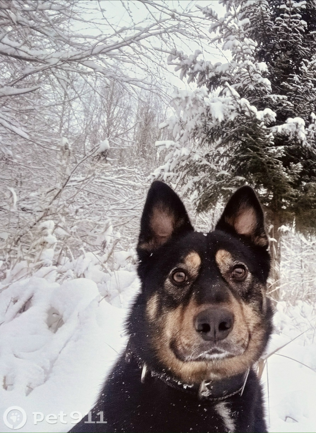 Пропала собака в Костроме — фото объявления