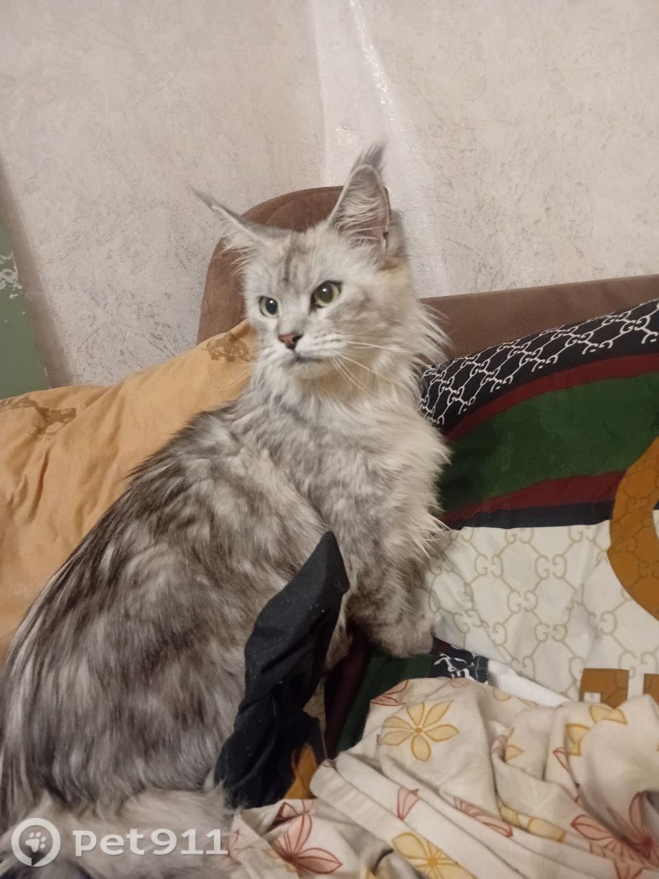 Пропала кошка в Костроме — фото объявления