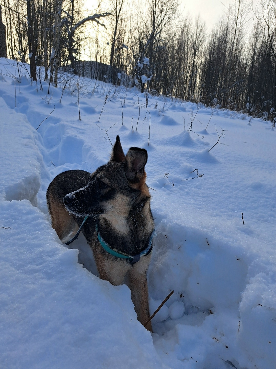 Пропала собака в Костроме — фото объявления