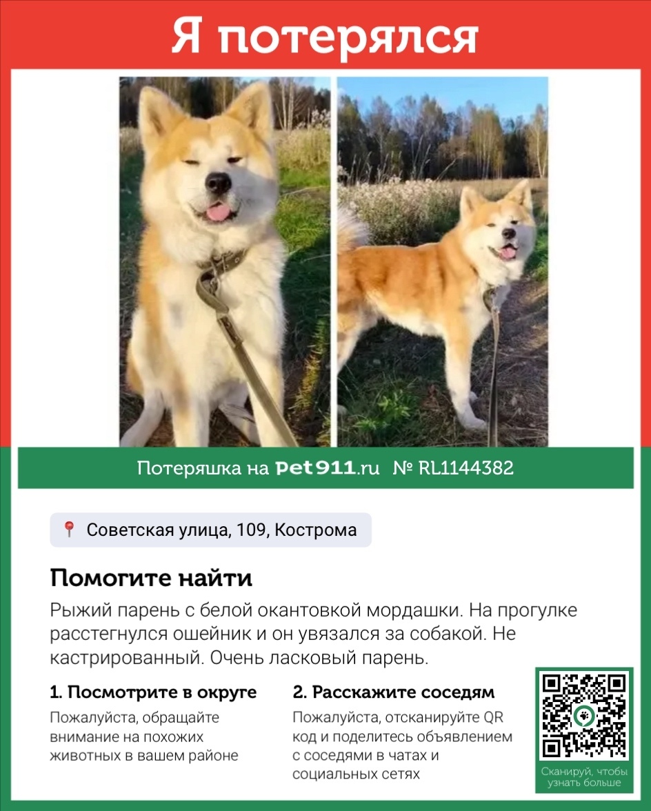 Пропала собака в Костроме — фото объявления