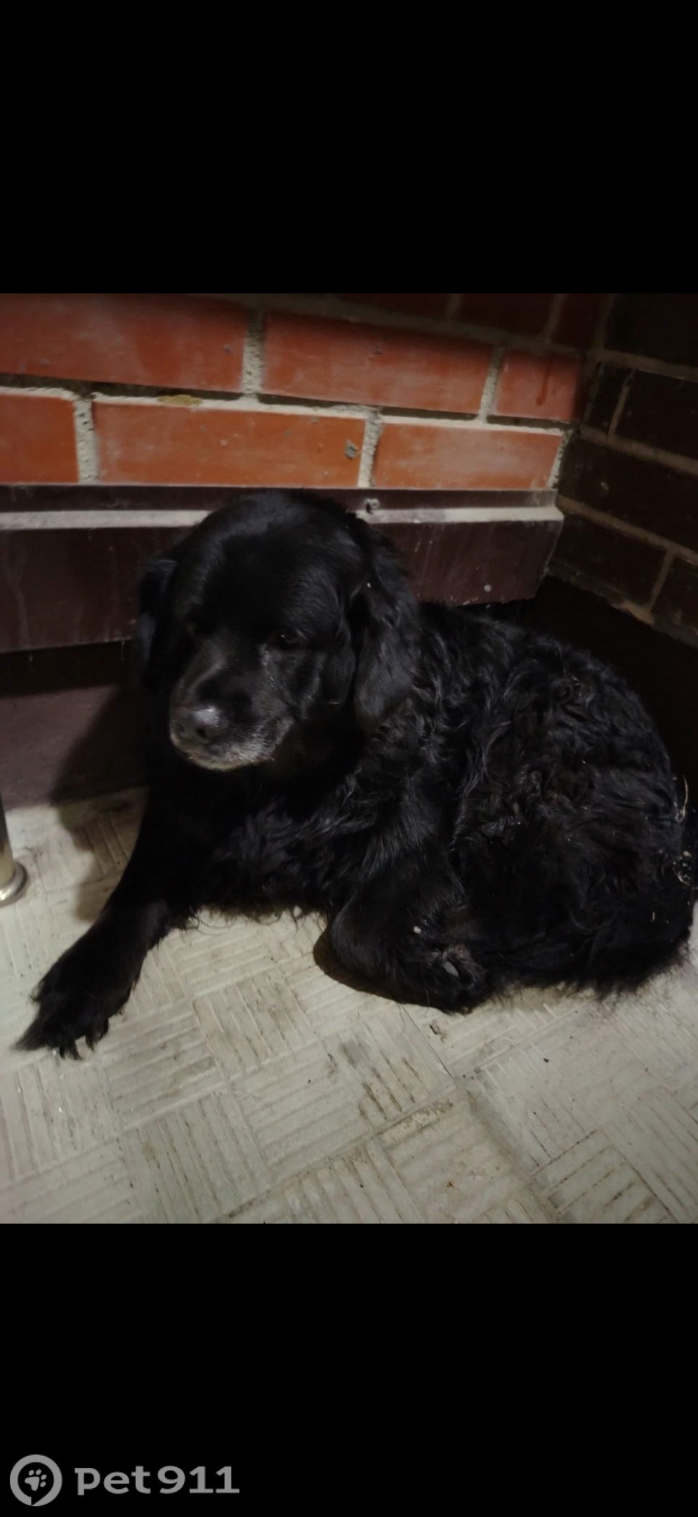 Найдена собака в Костроме — фото объявления