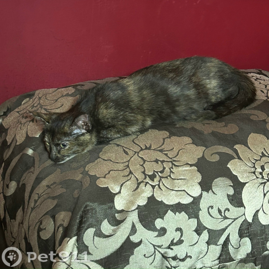 Пропала кошка в Костроме — фото объявления