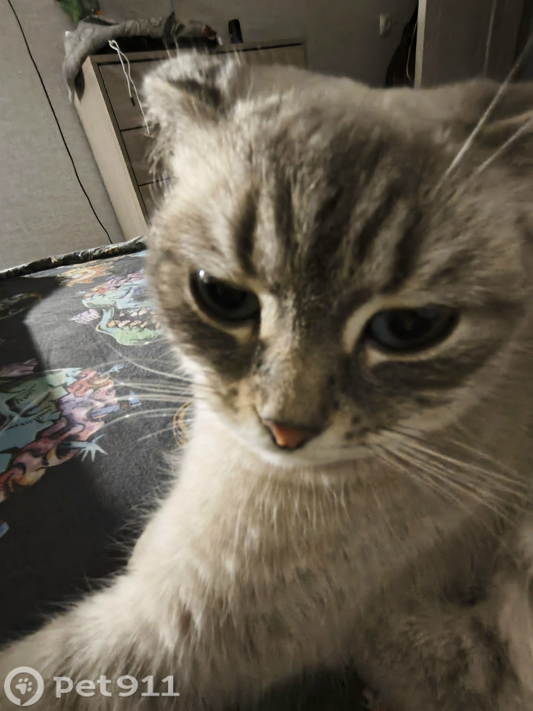 Пропала кошка в Костроме — фото объявления