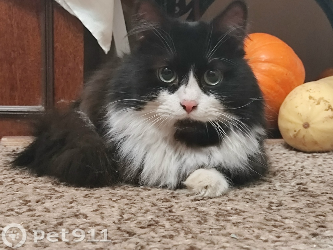 Найдена кошка в Костроме — фото объявления