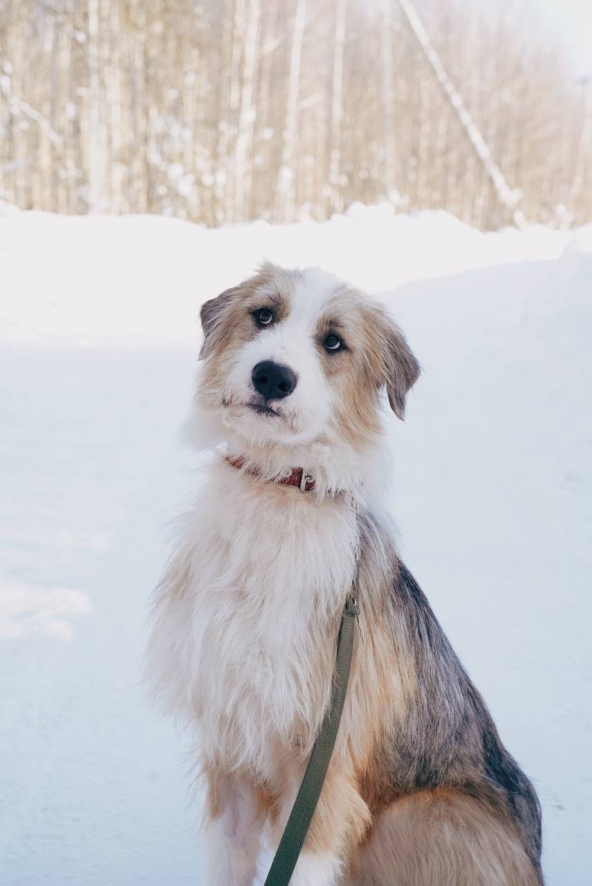Найдена собака в Костроме — фото объявления