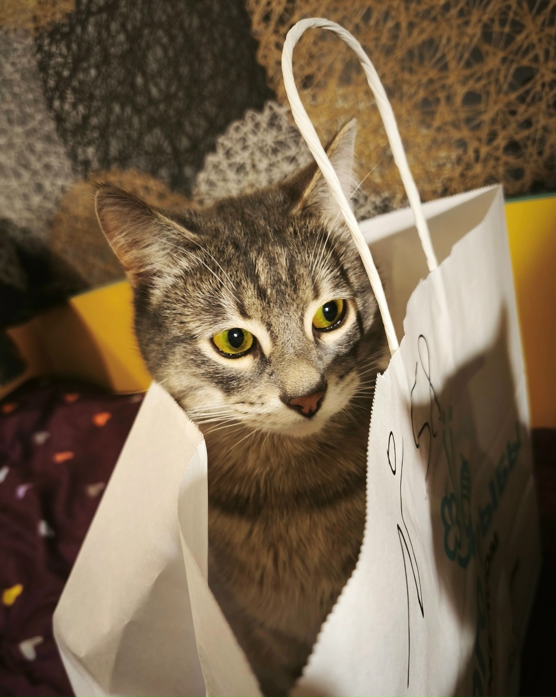 Пропала кошка в Костроме — фото объявления