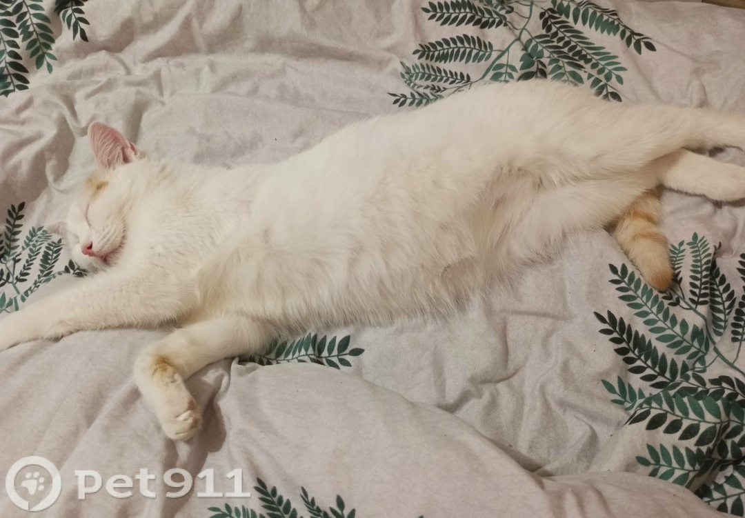 Пропала кошка в Костроме — фото объявления