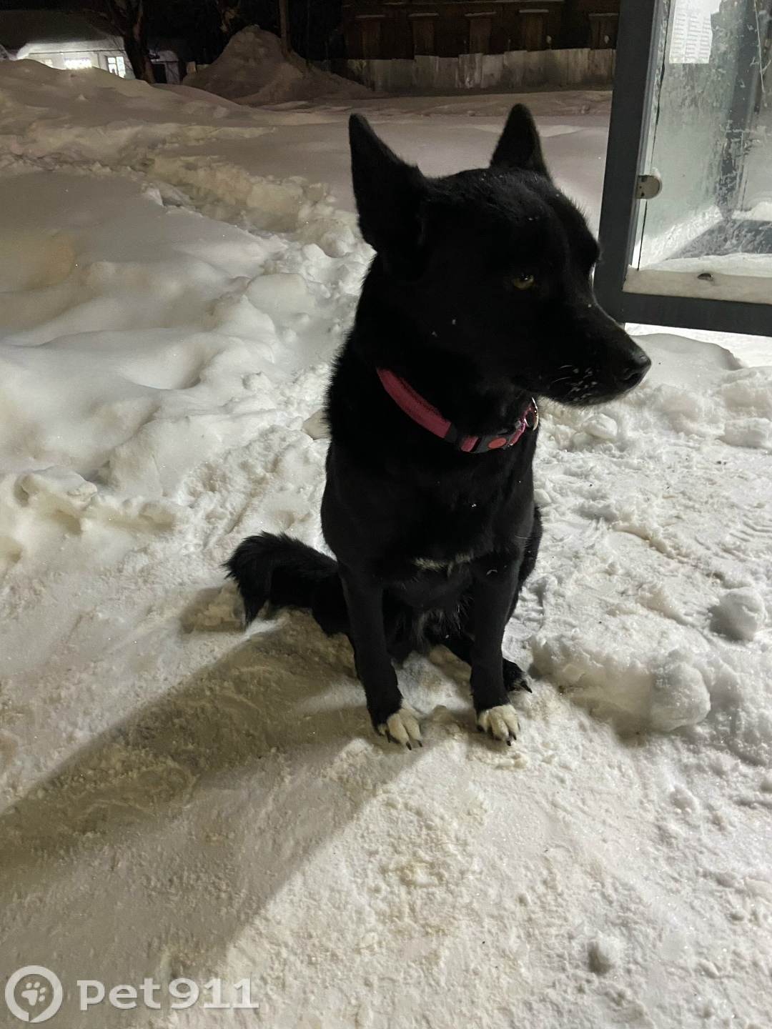 Найдена собака в Костроме — фото объявления