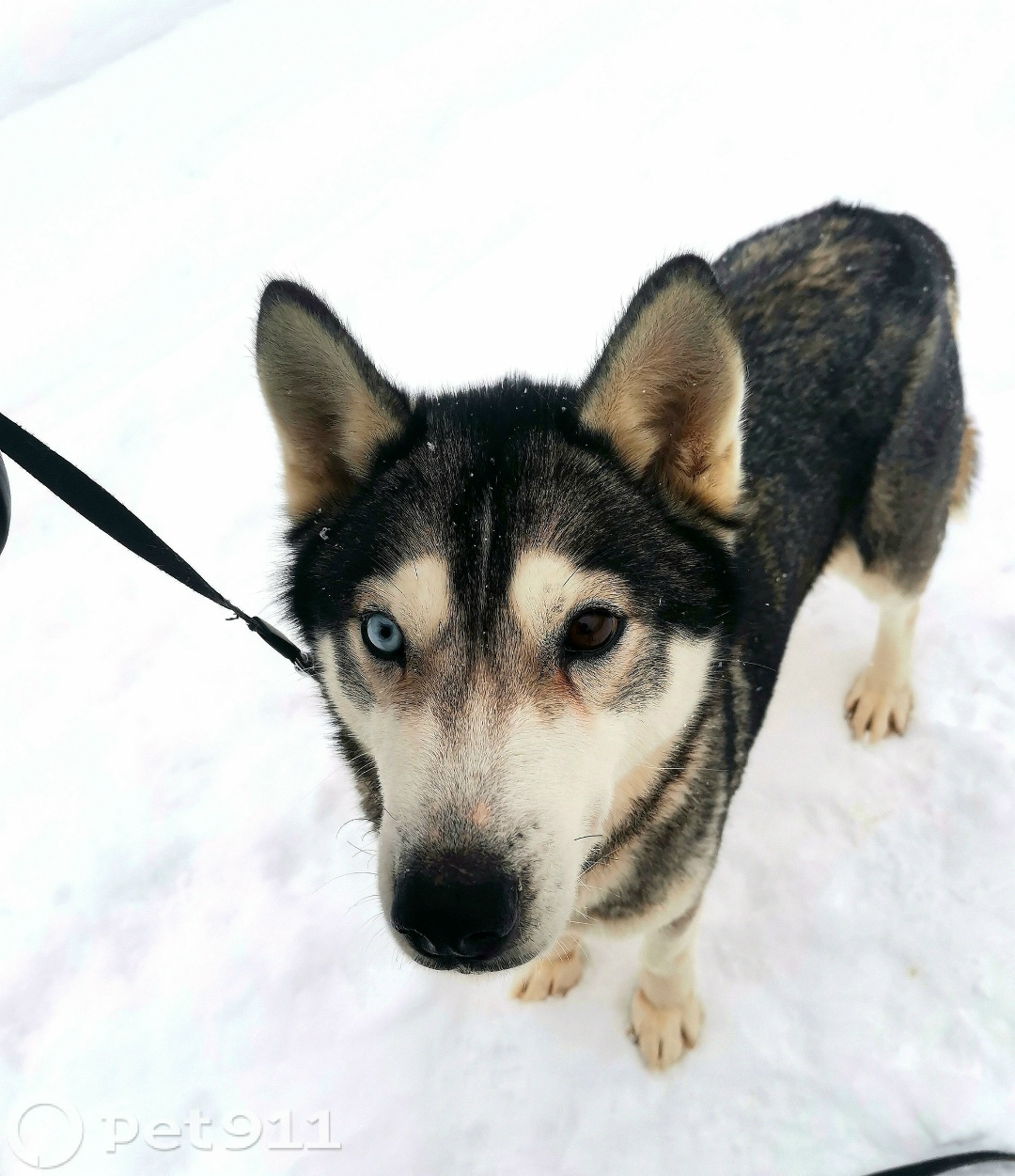 Найдена собака в Костроме — фото объявления