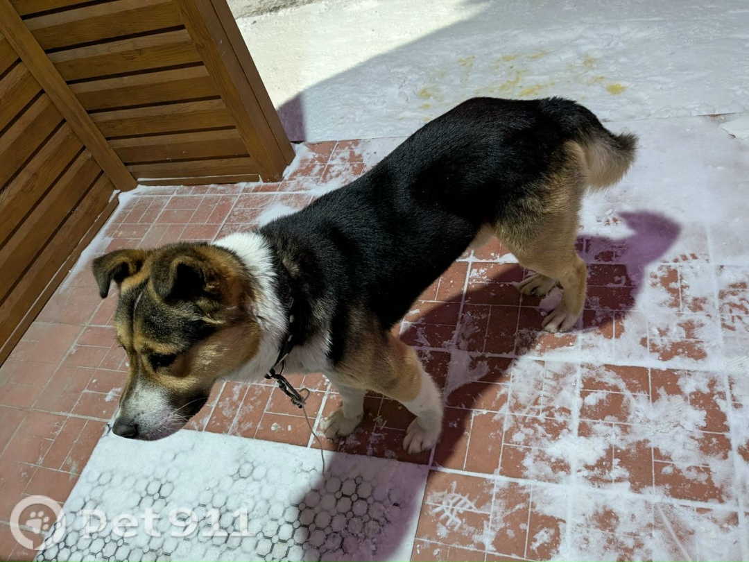 Найдена собака в Костроме — фото объявления