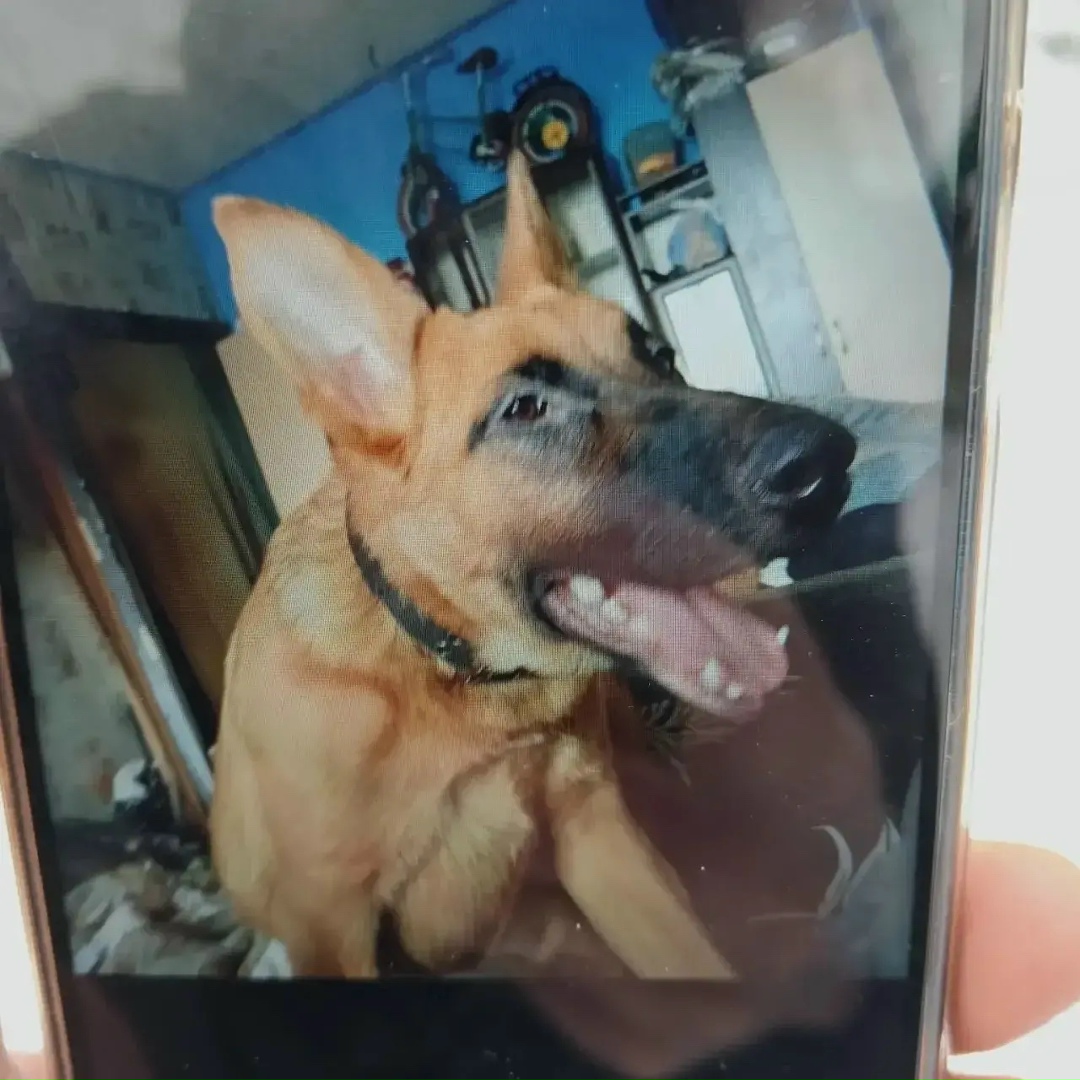 Пропала собака в Костроме — фото объявления