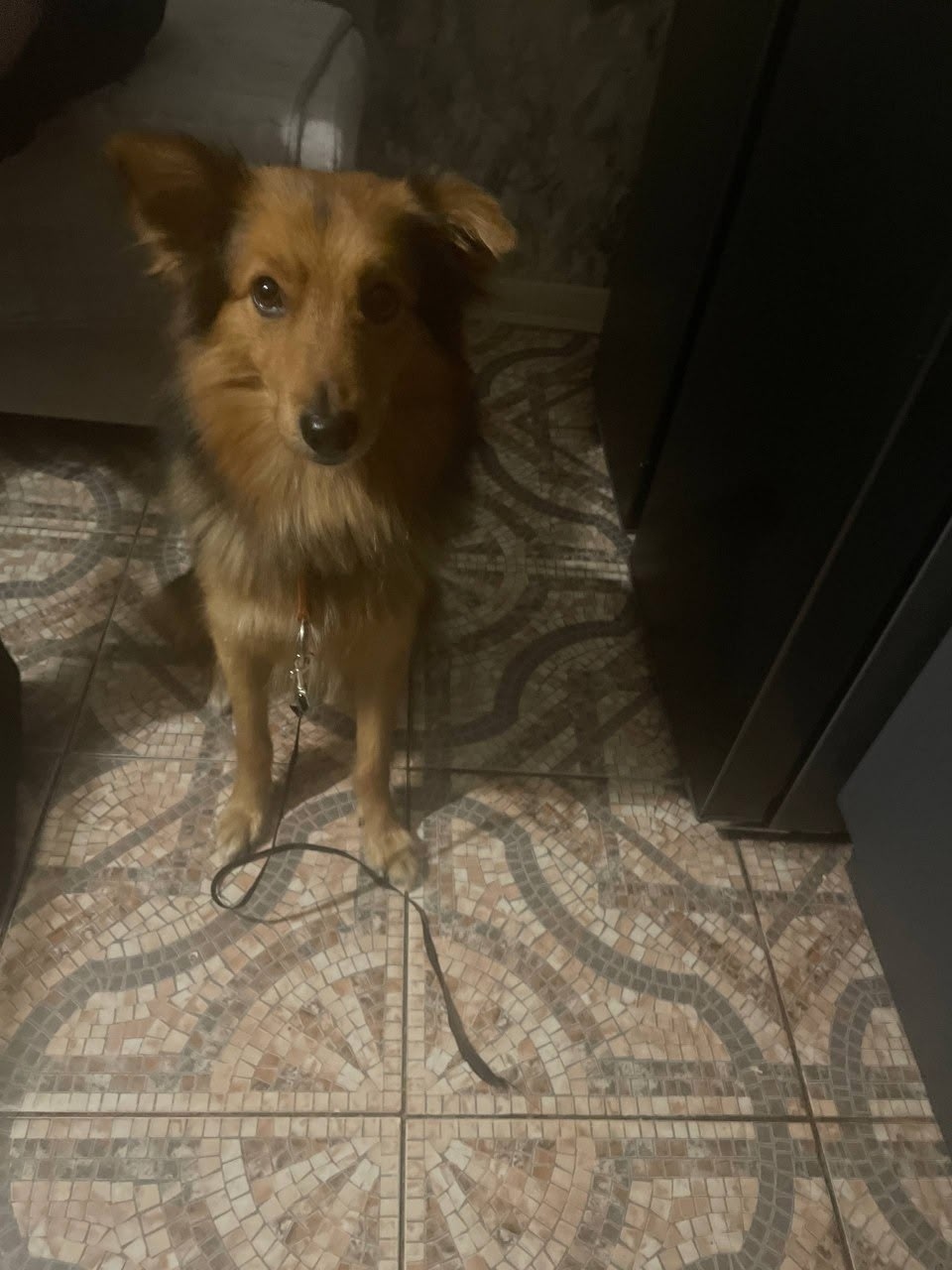 Найдена собака в Костроме — фото объявления
