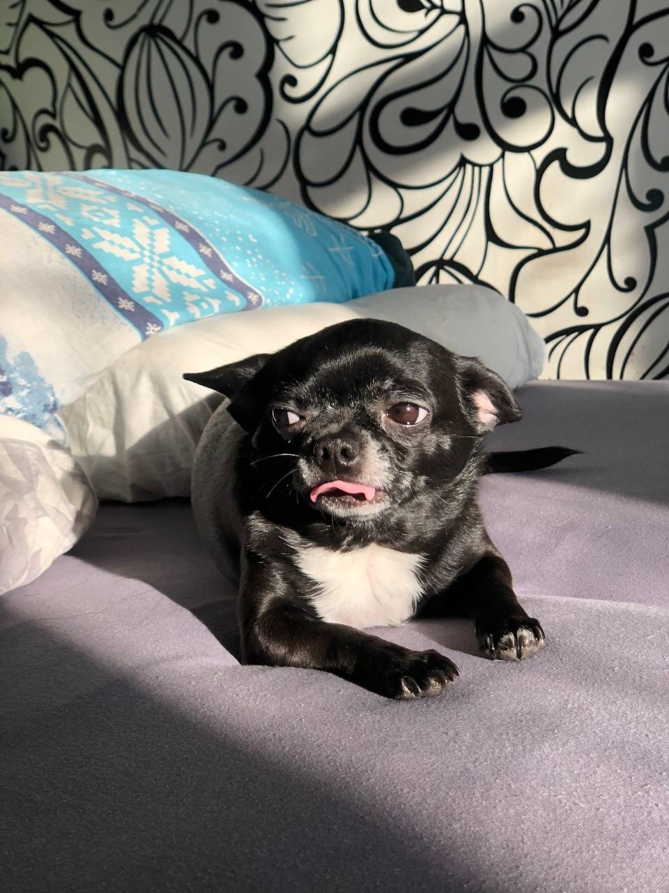 Пропала собака в Костроме — фото объявления