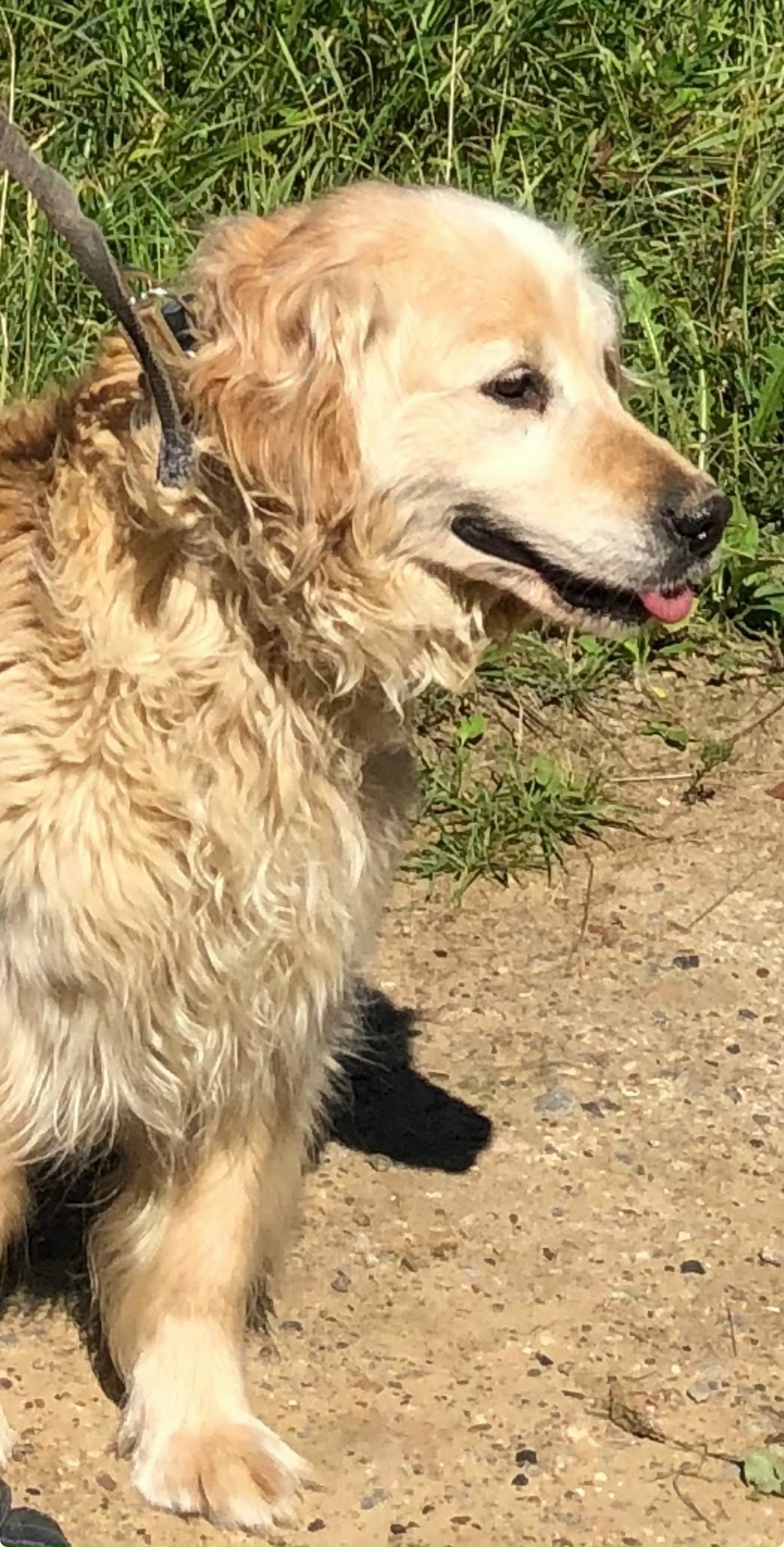 Пропала собака в Костроме — фото объявления