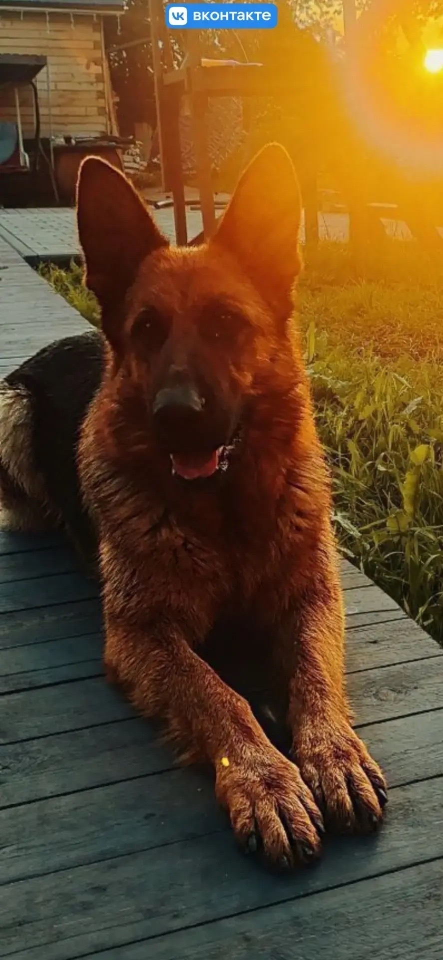 Пропала собака в Костроме — фото объявления