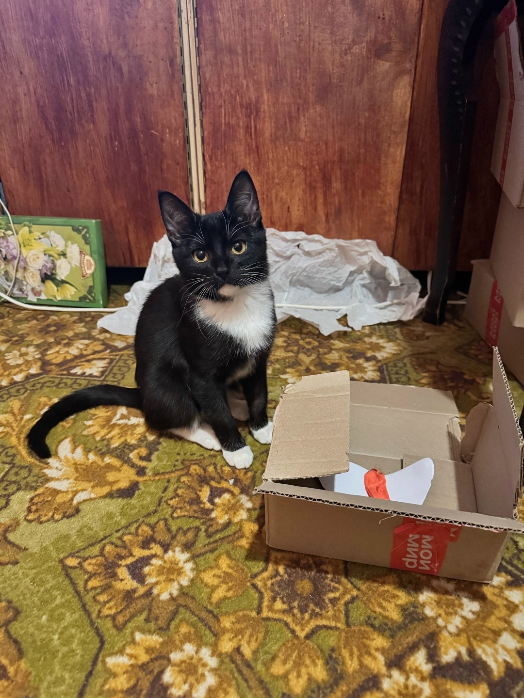 Найдена кошка в Костроме — фото объявления