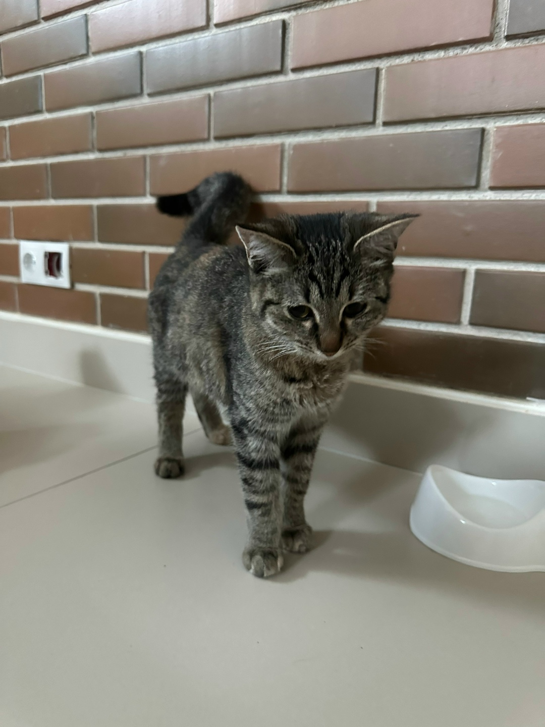 Пропала кошка в Костроме — фото объявления