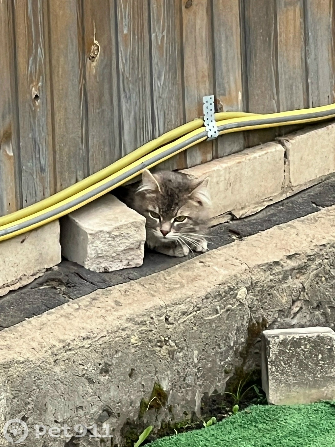 Найдена кошка в Костроме — фото объявления