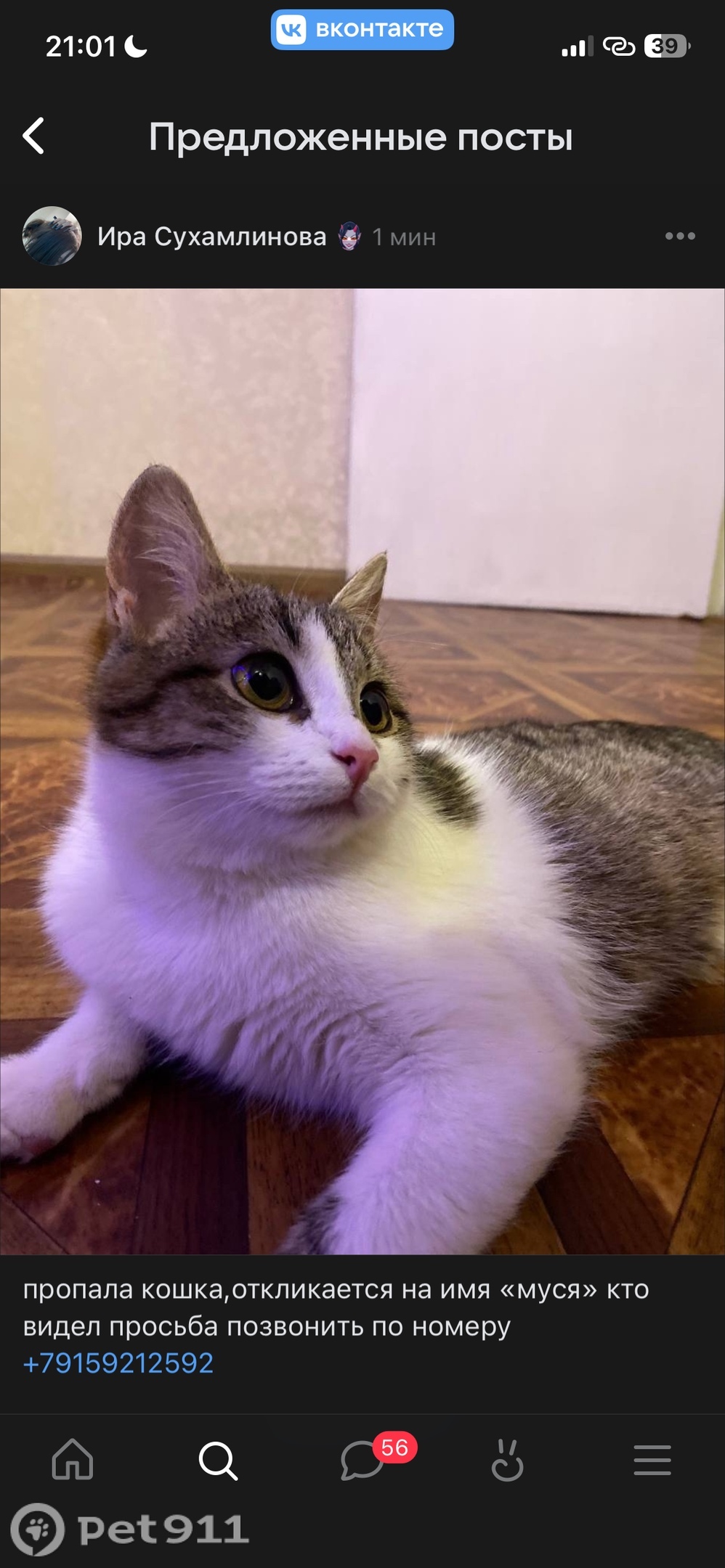 Пропала кошка в Костроме — фото объявления