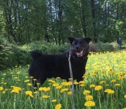 Пропала собака в Костроме — фото объявления