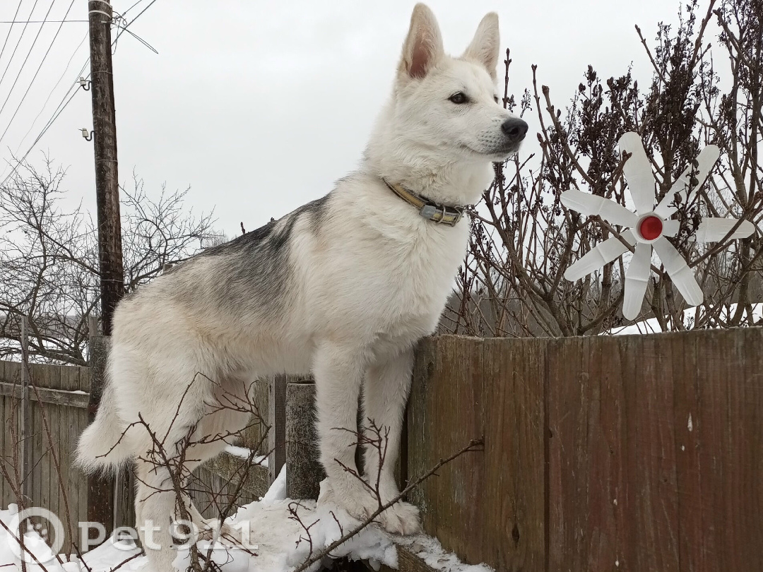 Найдена собака в Костроме — фото объявления