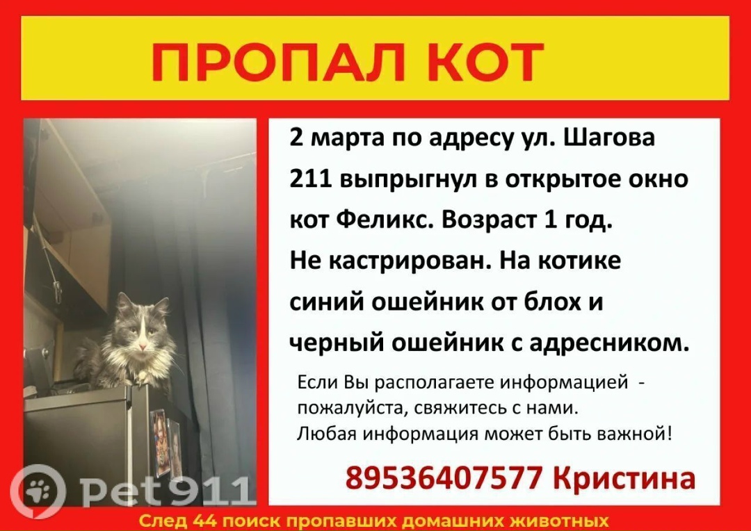 Пропала кошка в Костроме — фото объявления