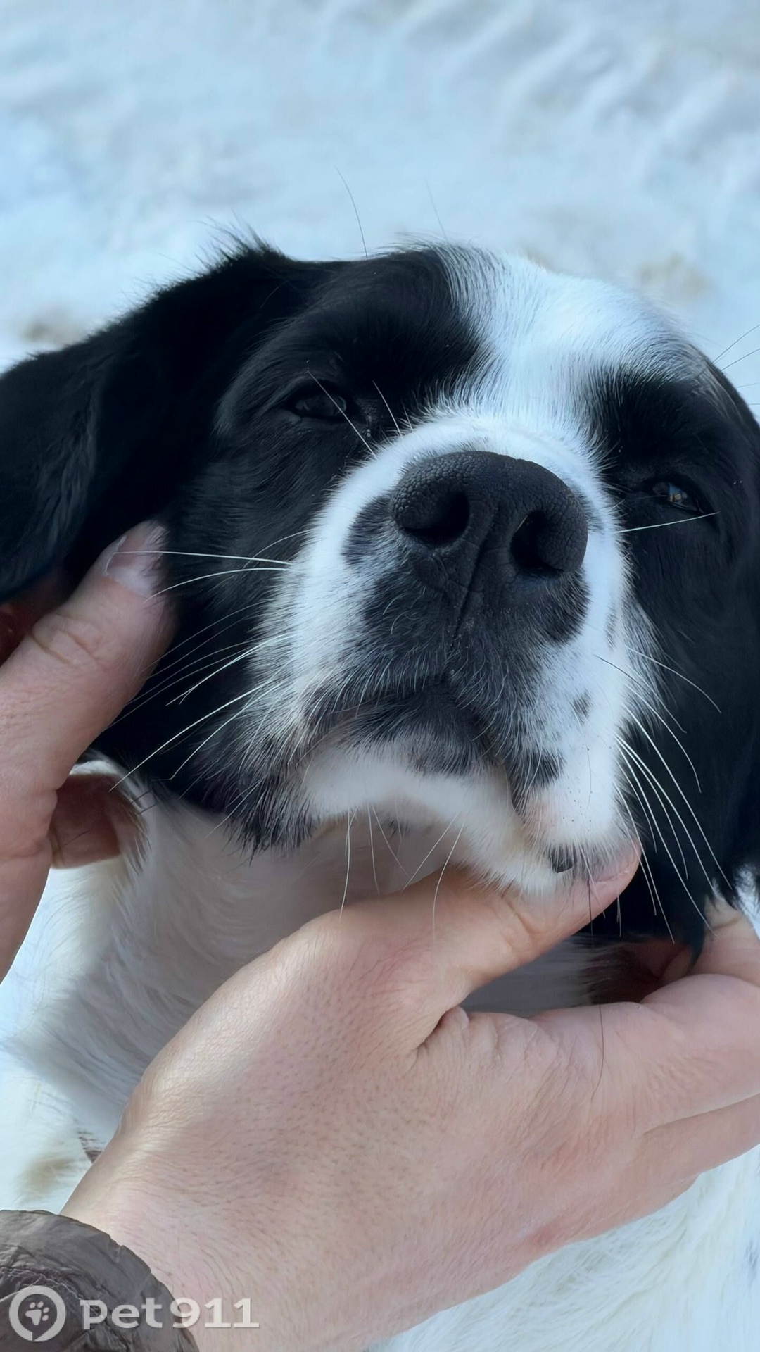 Найдена собака в Костроме — фото объявления