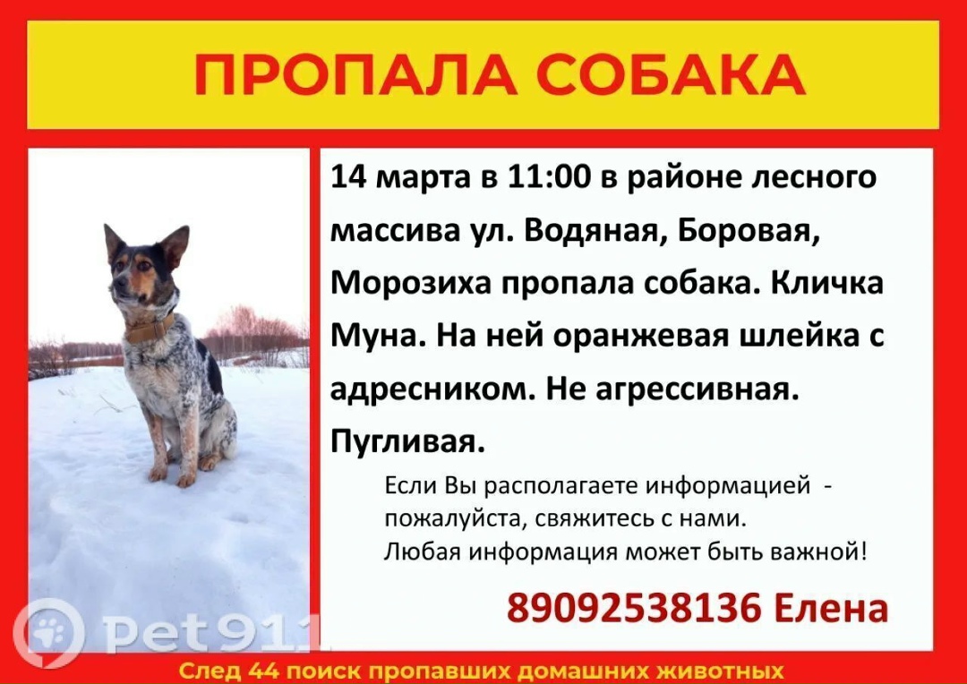 Пропала собака в Костроме — фото объявления