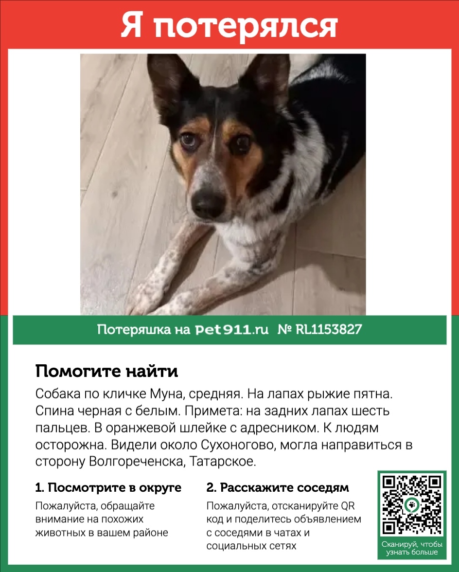 Пропала собака в Костроме — фото объявления