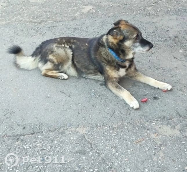 Пропала собака в Костроме — фото объявления