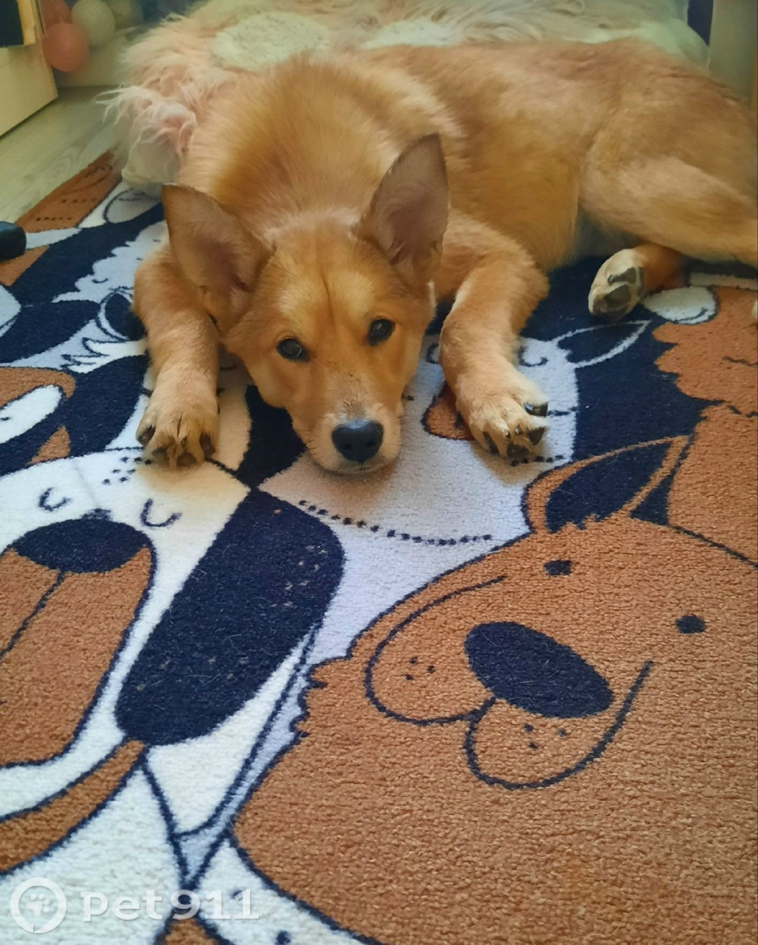 Найдена собака в Костроме — фото объявления