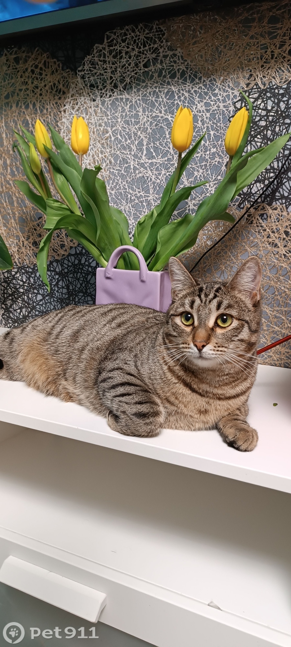 Пропала кошка в Костроме — фото объявления