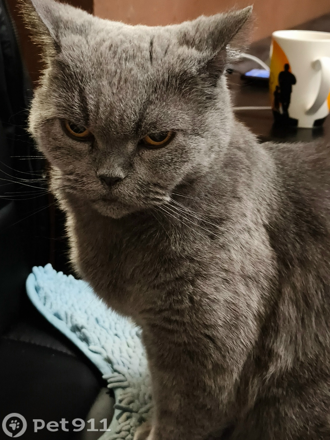 Пропала кошка в Костроме — фото объявления