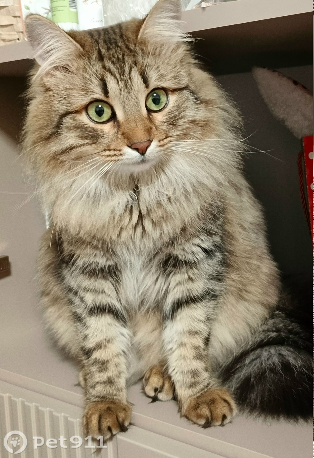 Пропала кошка в Костроме — фото объявления