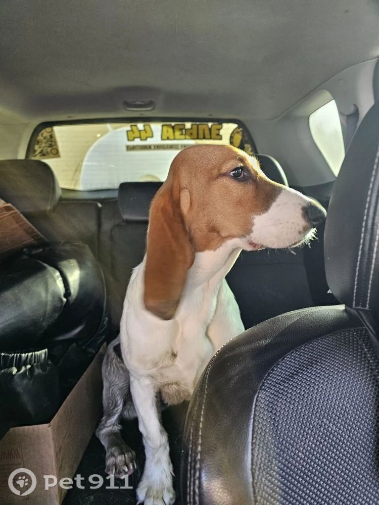 Найдена собака в Костроме — фото объявления