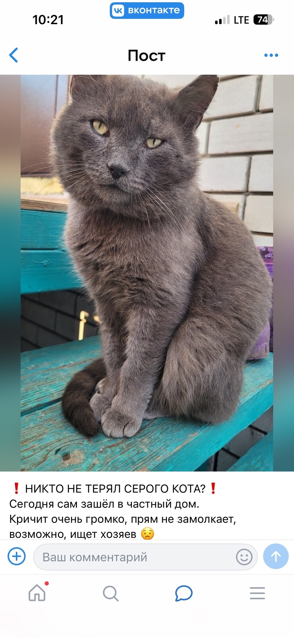 Пропала кошка в Костроме — фото объявления