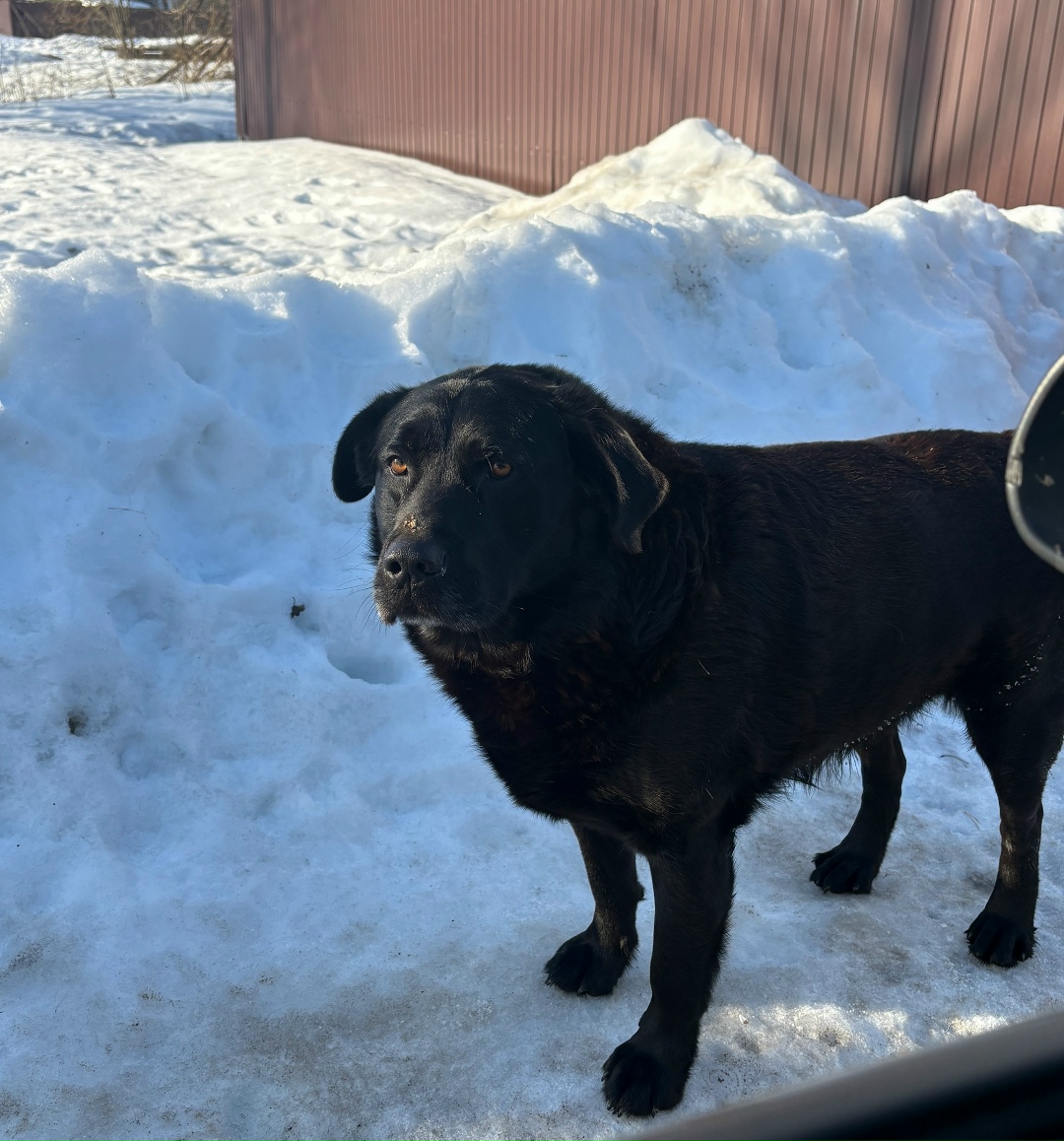 Пропала собака в Костроме — фото объявления